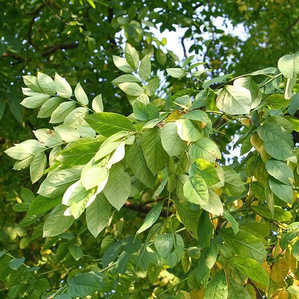 Bare Root Kentucky Coffeetree (Gymnocladus dioica)