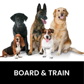 Board & Train