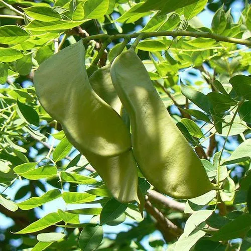 Kentucky Coffeetree (Gymnocladus dioica)